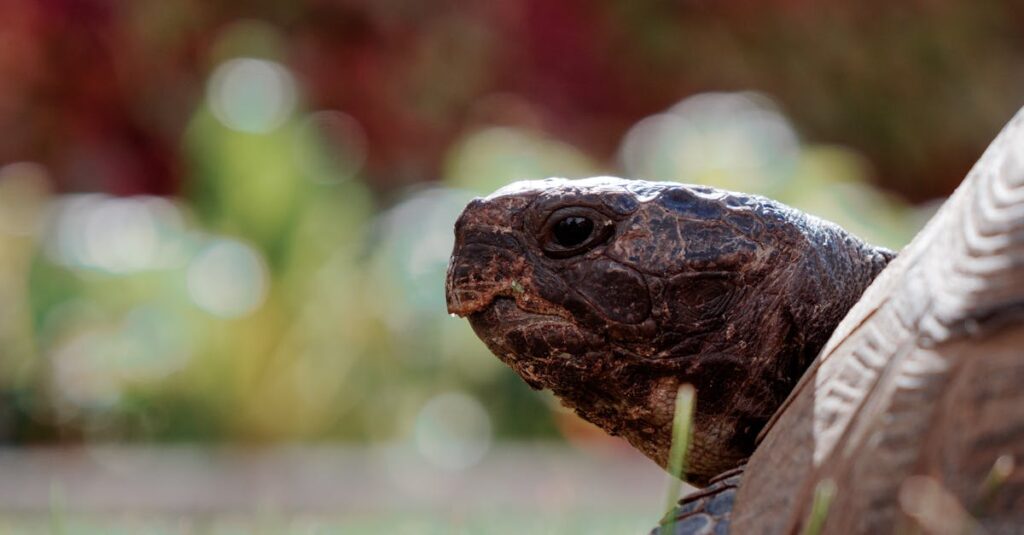 ヨガの継続とレベルアップを象徴する静かな成長の風景。朝焼けの中で穏やかにポーズを取る女性。